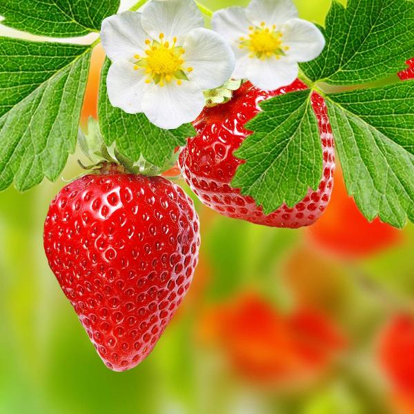 Acqua Garden Plants Strawberry 'Elegance'