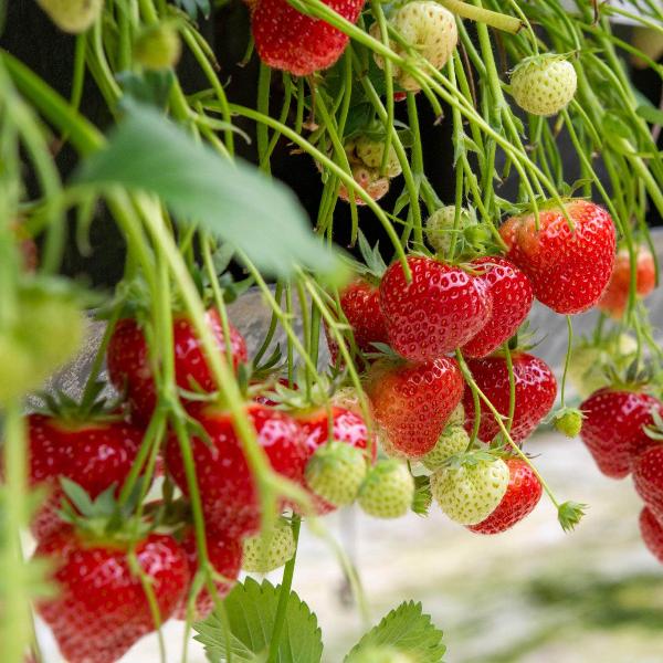 Acqua Garden Plants Strawberry 'Elsanta'