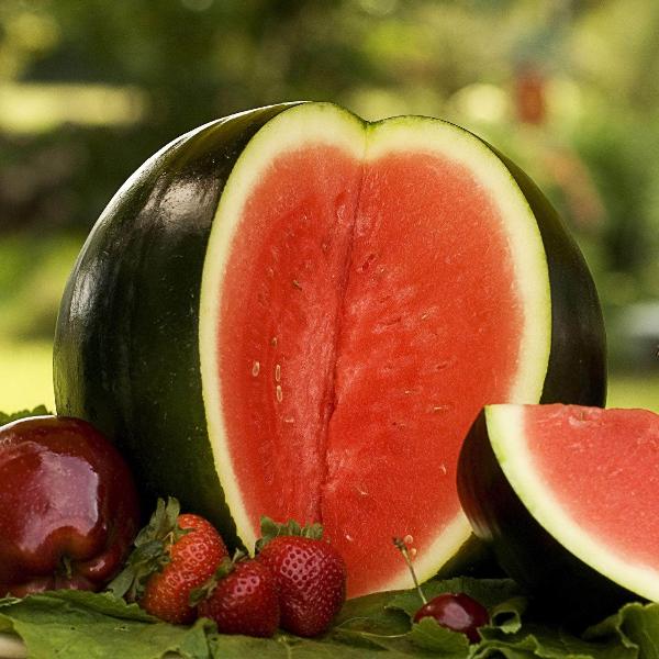 Acqua Garden Plants Watermelon 'Sugar Baby'