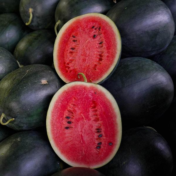 Acqua Garden Plants Watermelon 'Sugar Baby'