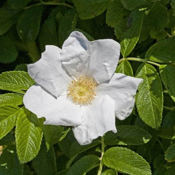 Acqua Garden Rosa Rugosa 'Alba'