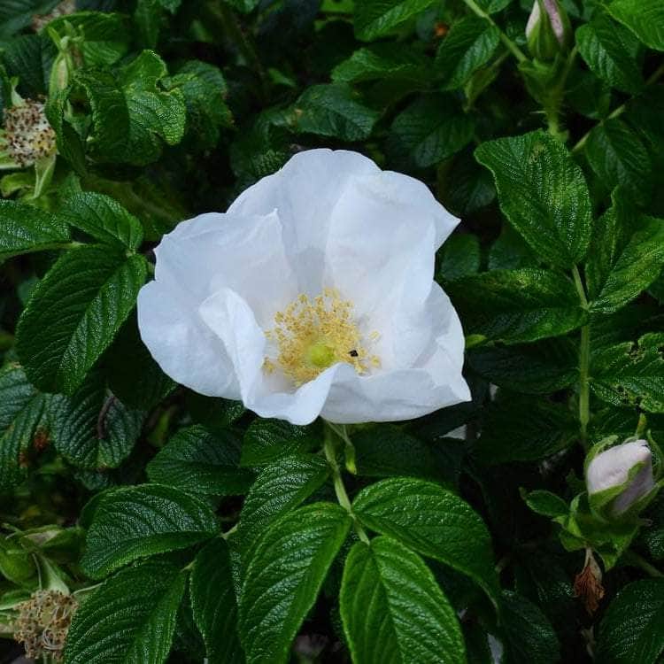 Acqua Garden Rosa Rugosa 'Alba'