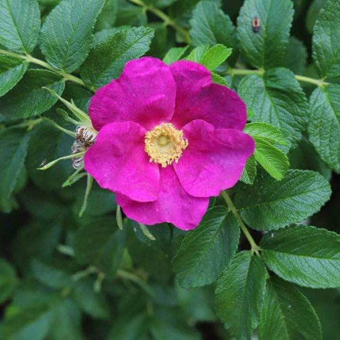Acqua Garden Rosa Rugosa 'Pink'