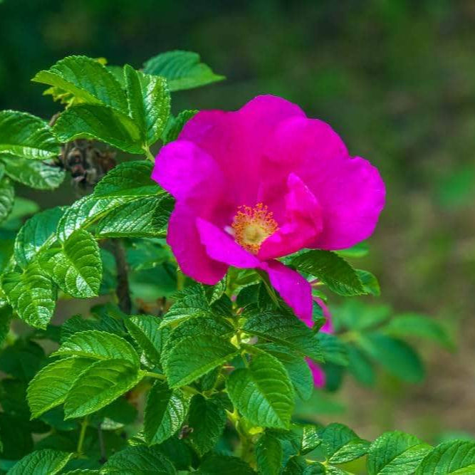 Acqua Garden Rosa Rugosa 'Pink'