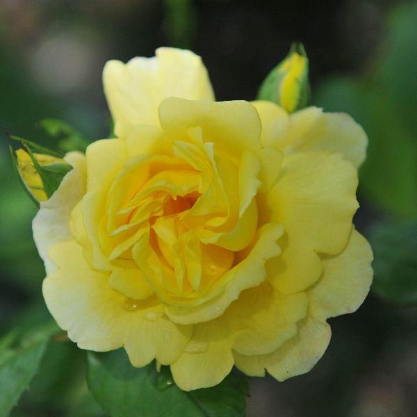 Acqua Garden Rose 'Golden Memories'