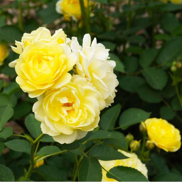 Acqua Garden Rose 'Golden Memories'