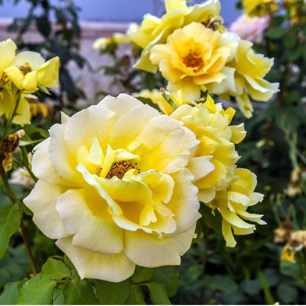 Acqua Garden Rose 'Golden Memories'