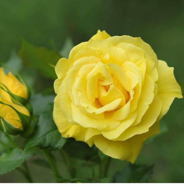 Acqua Garden Rose 'Mountbatten'