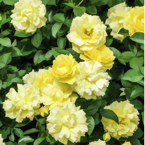 Acqua Garden Rose 'Mountbatten'