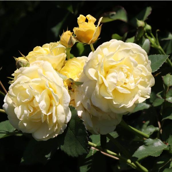 Acqua Garden Rose 'Mountbatten'