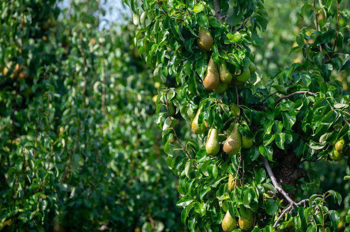 Acqua Garden Trees Concorde Pear Tree