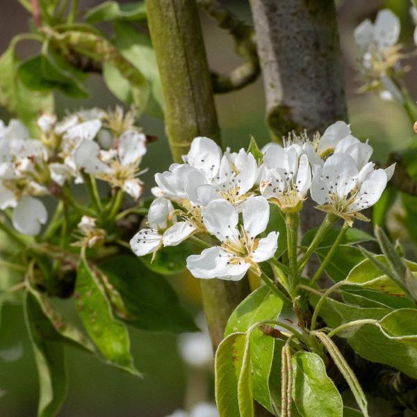 Acqua Garden Trees Conference Pear Tree