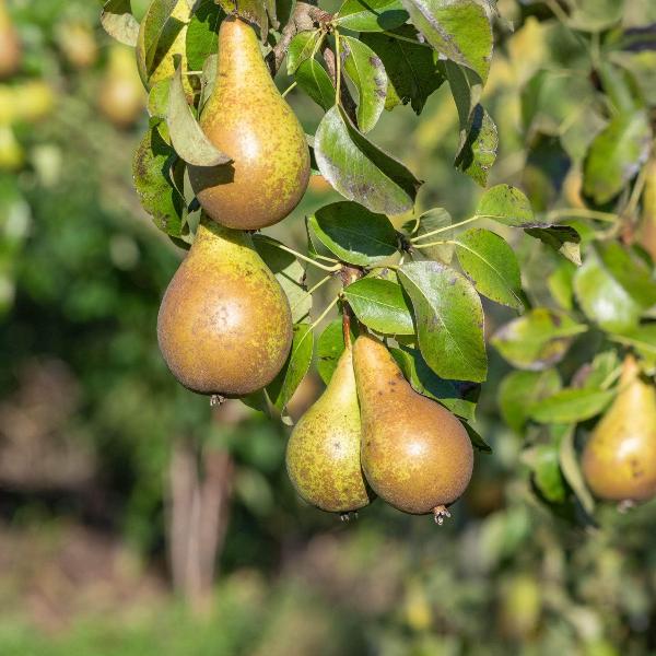 Acqua Garden Trees Conference Pear Tree