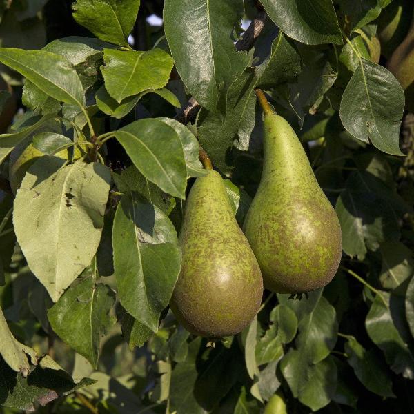 Acqua Garden Trees Conference Pear Tree