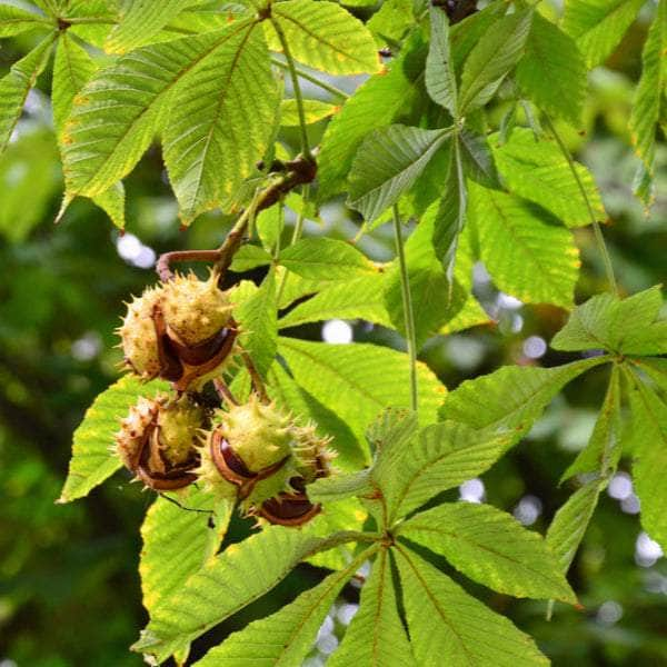 Acqua Garden Trees Conker Tree