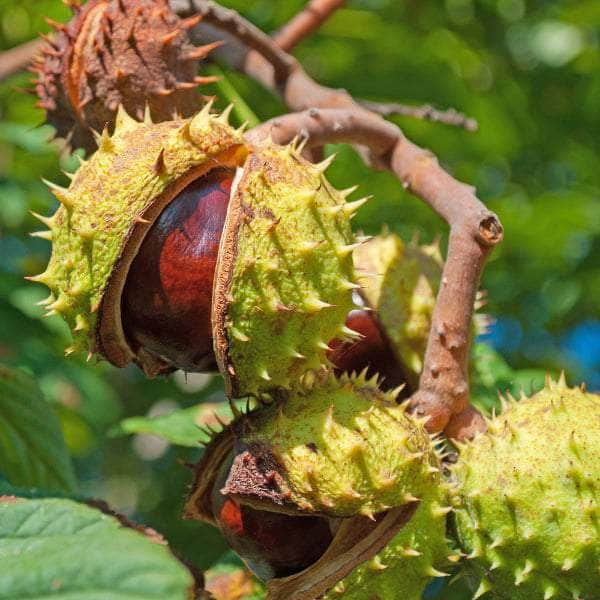 Acqua Garden Trees Conker Tree