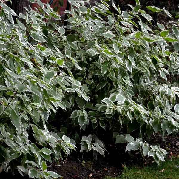 Acqua Garden Trees Cornus Alba 'Dogwood'