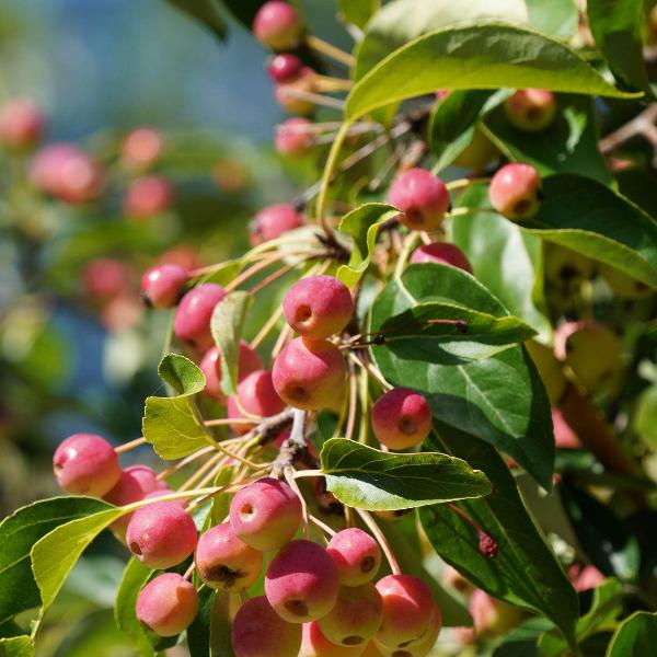 Acqua Garden Trees Crab Apple Tree