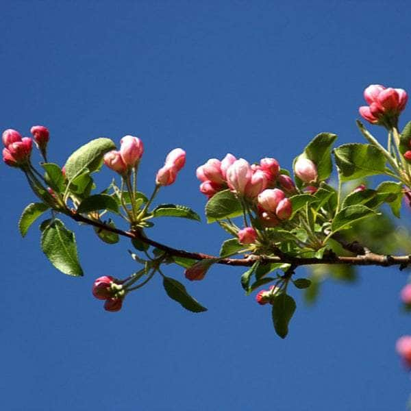 Acqua Garden Trees Crab Apple Tree - Gorgeous