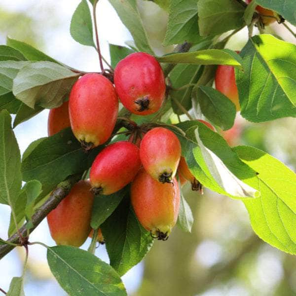 Acqua Garden Trees Crab Apple Tree - John Downie