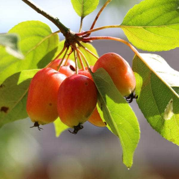 Acqua Garden Trees Crab Apple Tree - John Downie