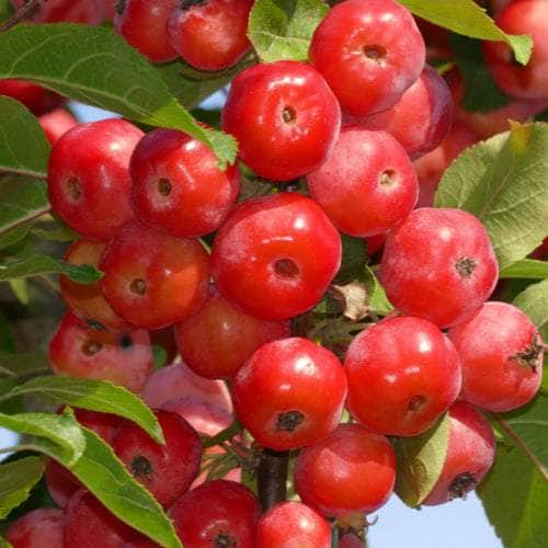 Acqua Garden Trees Crab Apple Tree - Red Sentinel