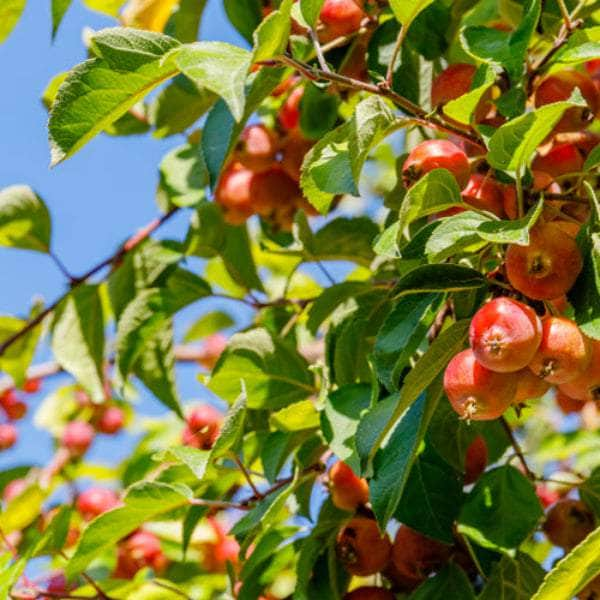 Acqua Garden Trees Crab Apple Tree - Red Sentinel