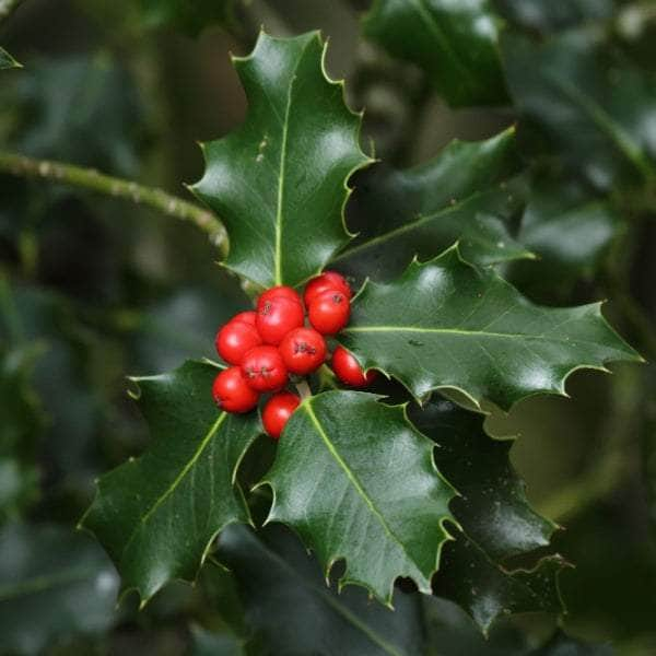 Acqua Garden Trees Holly Ilex 'Nellie Stevens'