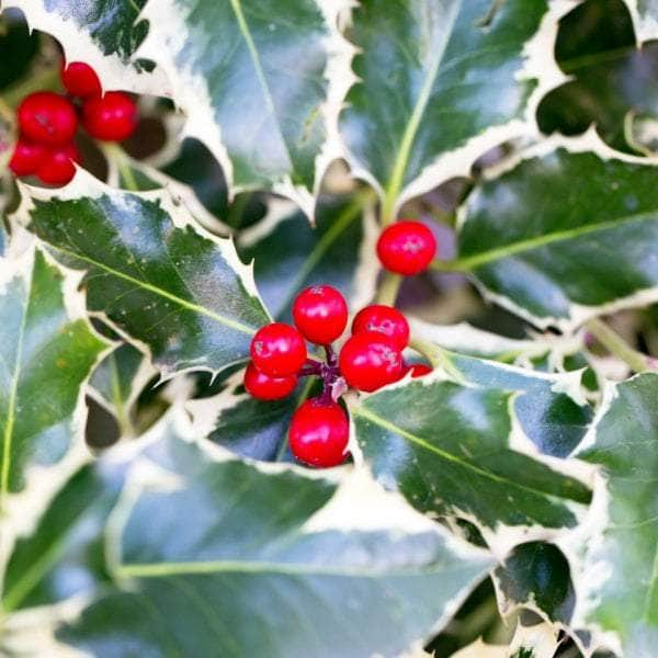 Acqua Garden Trees Holly Ilex 'Silver Queen'