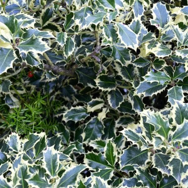 Acqua Garden Trees Holly Ilex 'Silver Queen'