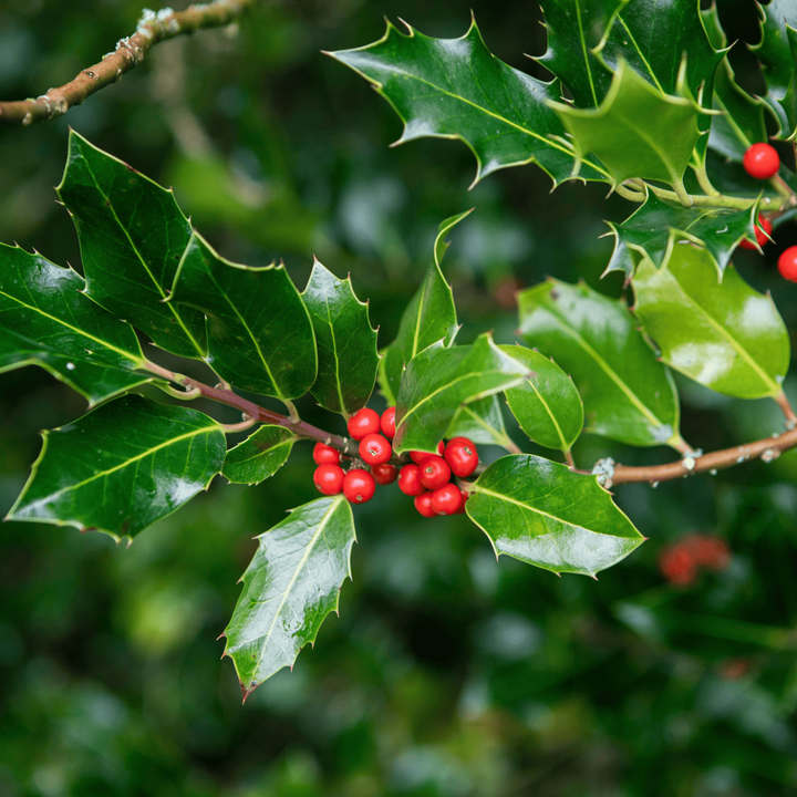 Acqua Garden Trees Holly - 'Nellie Stevens'