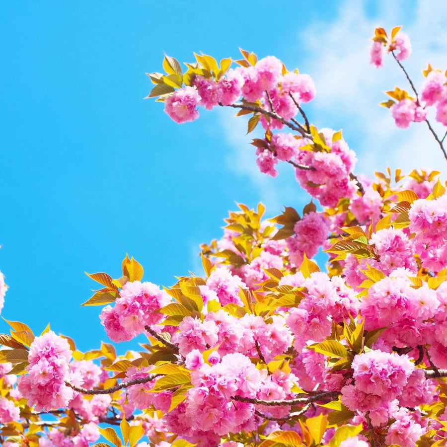 Acqua Garden Trees Japanese Cherry 'Kanzan' Tree