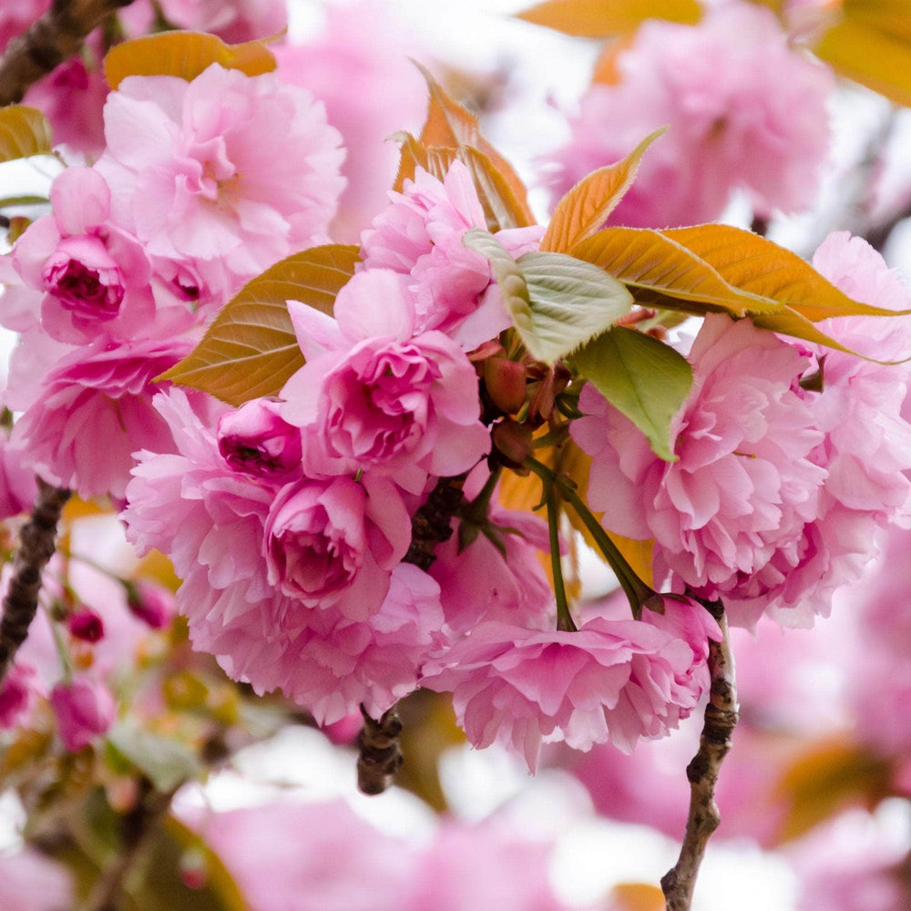 Acqua Garden Trees Japanese Cherry 'Kanzan' Tree