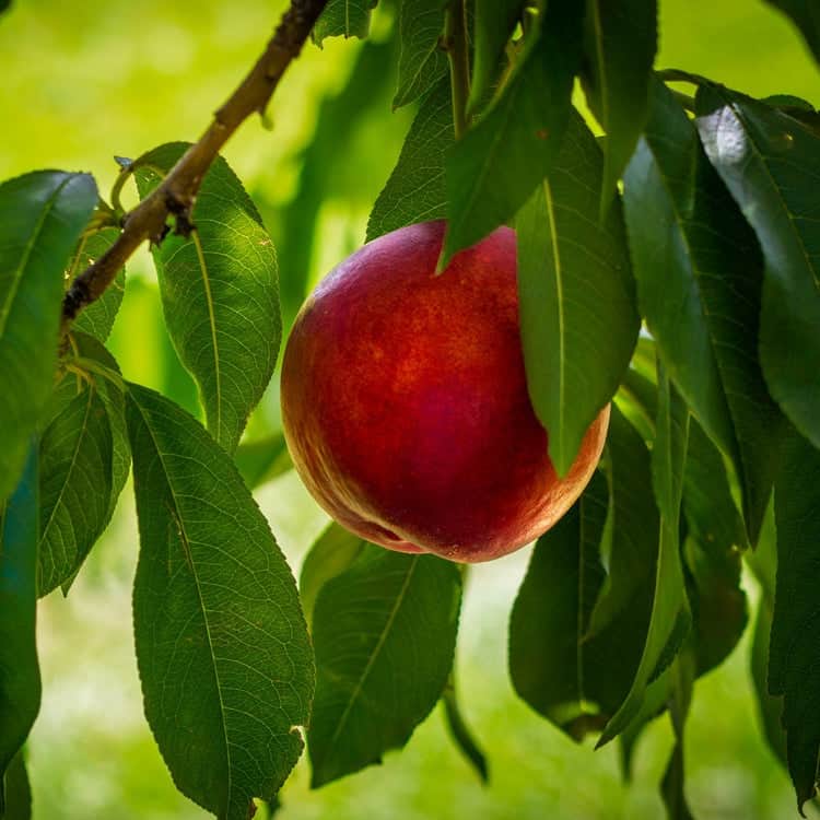 Acqua Garden Trees Nectarine 'Humboldt' Tree