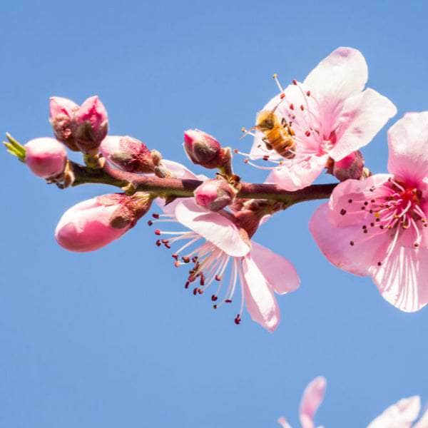 Acqua Garden Trees Nectarine 'Lord Napier' Tree