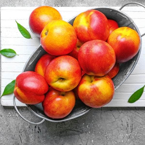 Acqua Garden Trees Nectarine 'Lord Napier' Tree