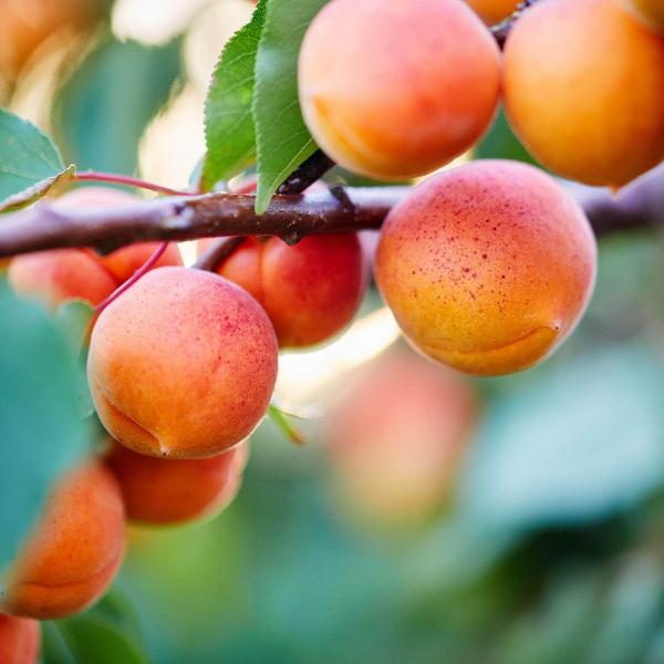 Acqua Garden Trees Peach 'Rochester' Tree