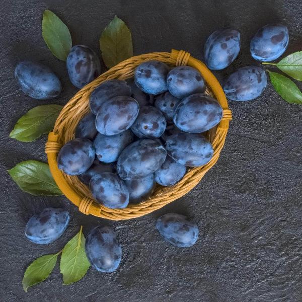 Acqua Garden Trees Plum 'Blue Tit' Tree