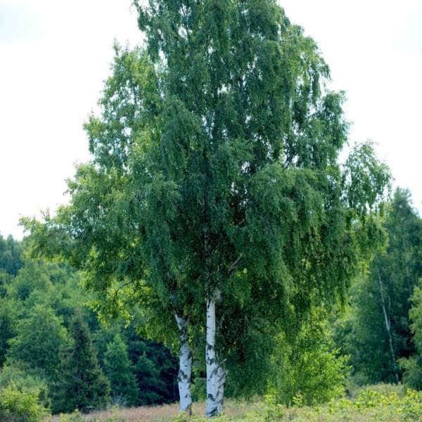 Acqua Garden Trees Silver Birch Tree
