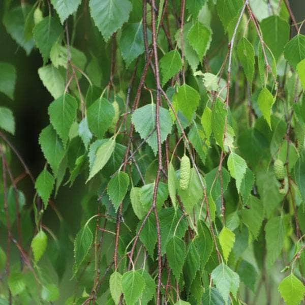 Acqua Garden Trees Silver Birch Tree