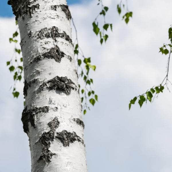 Acqua Garden Trees Silver Birch Tree