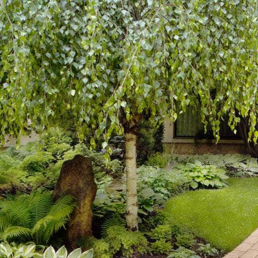 Acqua Garden Trees Silver Birch Tree