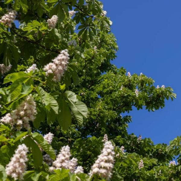 Acqua Garden Trees Sweet Chestnut Tree