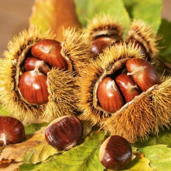 Acqua Garden Trees Sweet Chestnut Tree