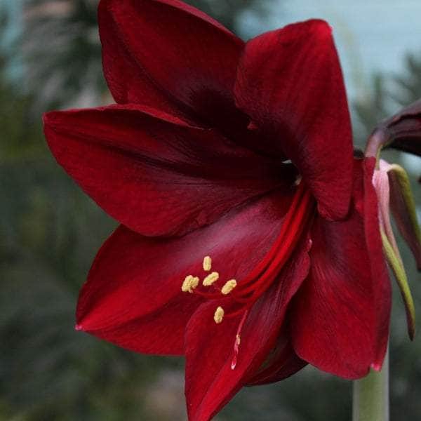 AcquaGarden Amaryllis 'Grand Diva'
