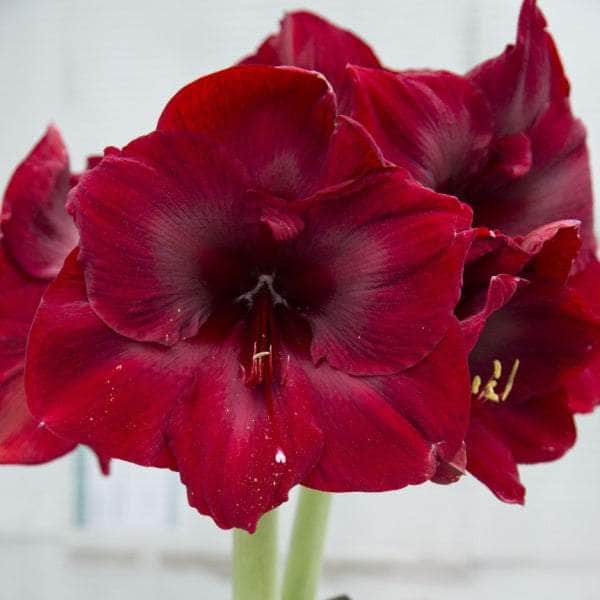 AcquaGarden Amaryllis 'Grand Diva'