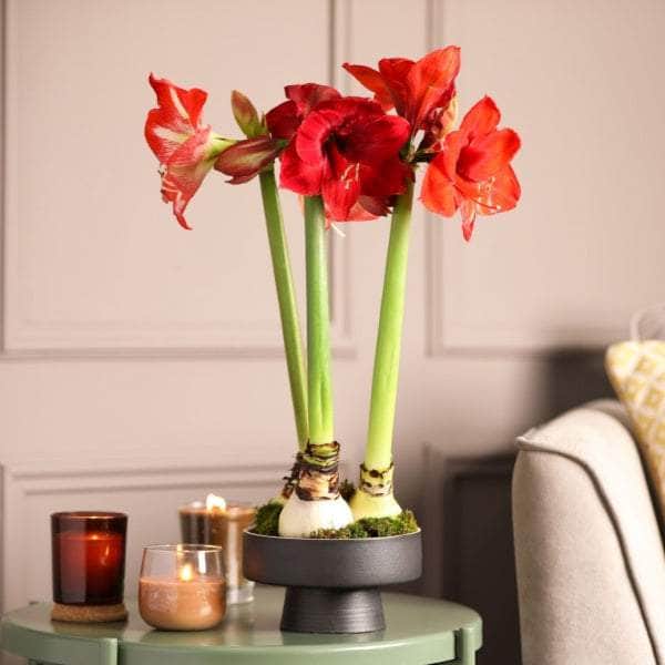 AcquaGarden Amaryllis 'Red Lion'