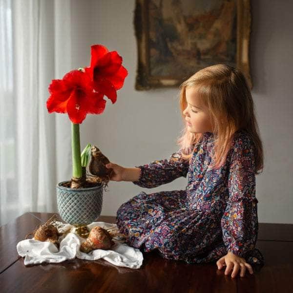 AcquaGarden Amaryllis 'Red Lion'