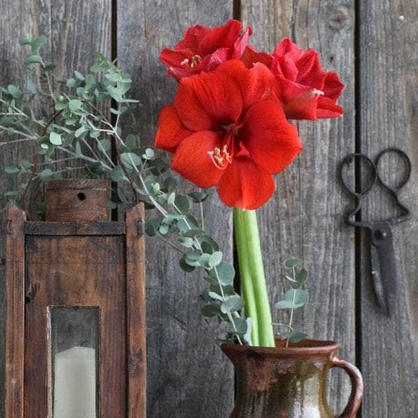 AcquaGarden Amaryllis 'Red Lion'