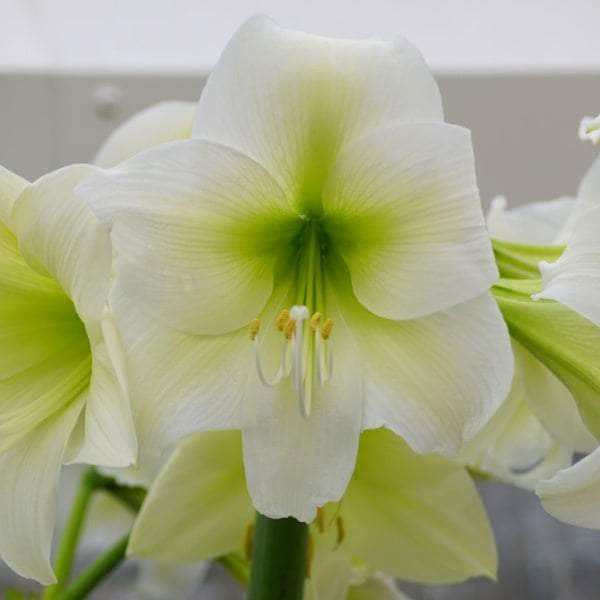 AcquaGarden Amaryllis 'White Christmas'